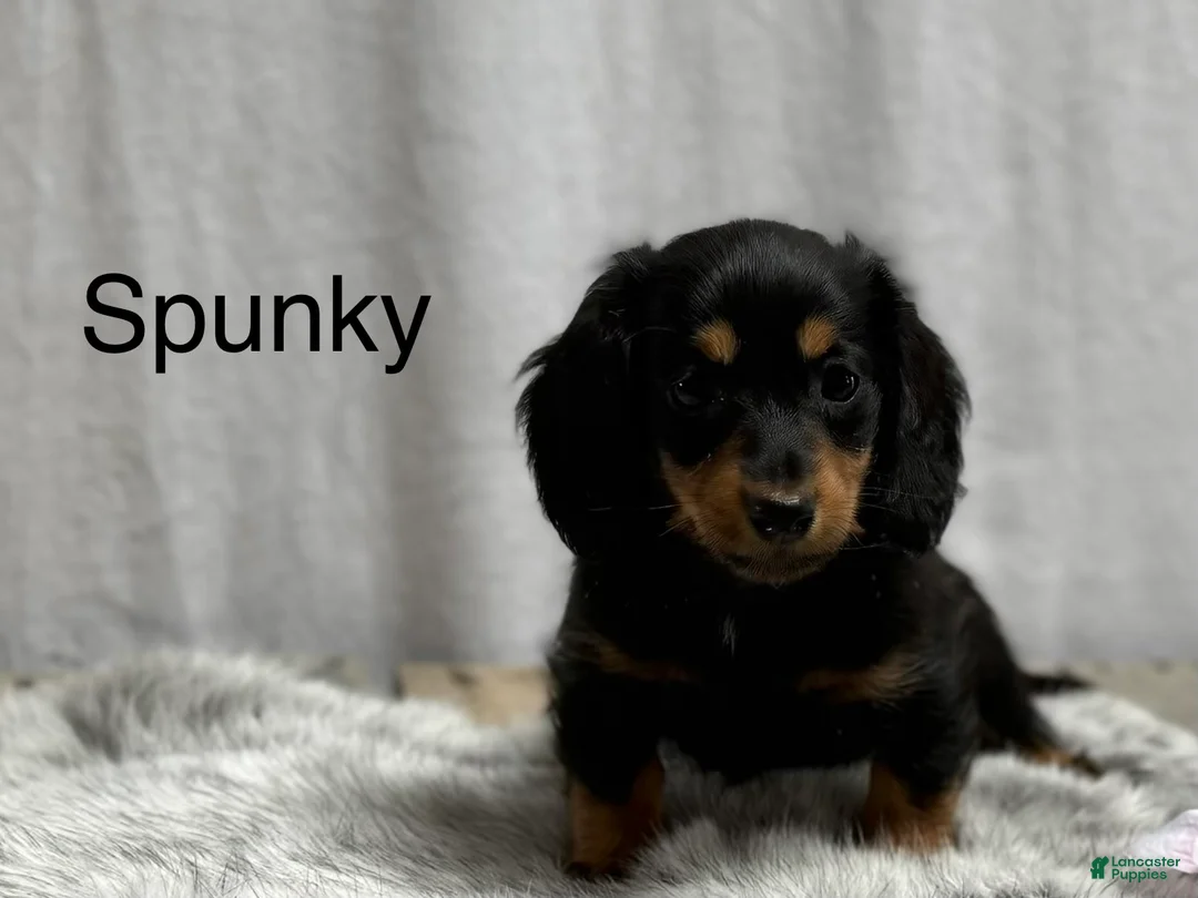 Miniature Dachshund dogs for sale: Spunky - Ad 1
