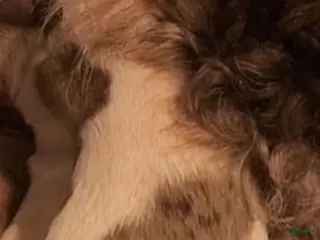 Labradoodle dogs Labradoodle 4 - Ad 10