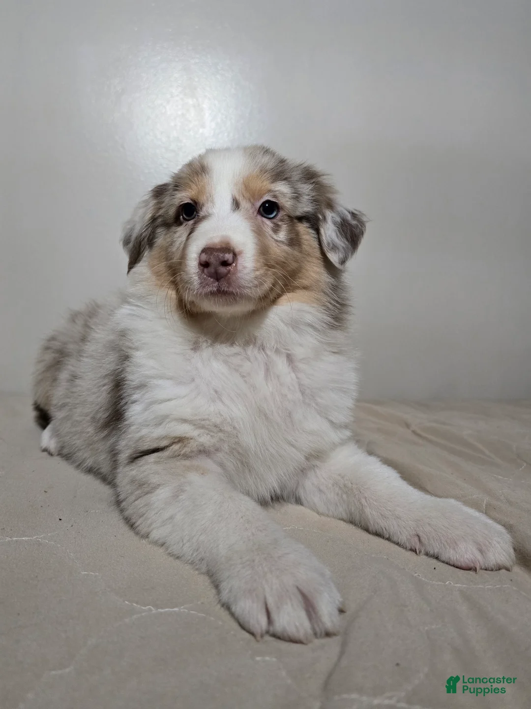 Australian Shepherd dogs for sale: Cinnamon  - Ad 4