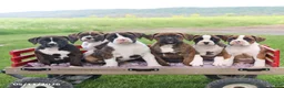 Boxer dogs for sale: Ruby - Ad 2