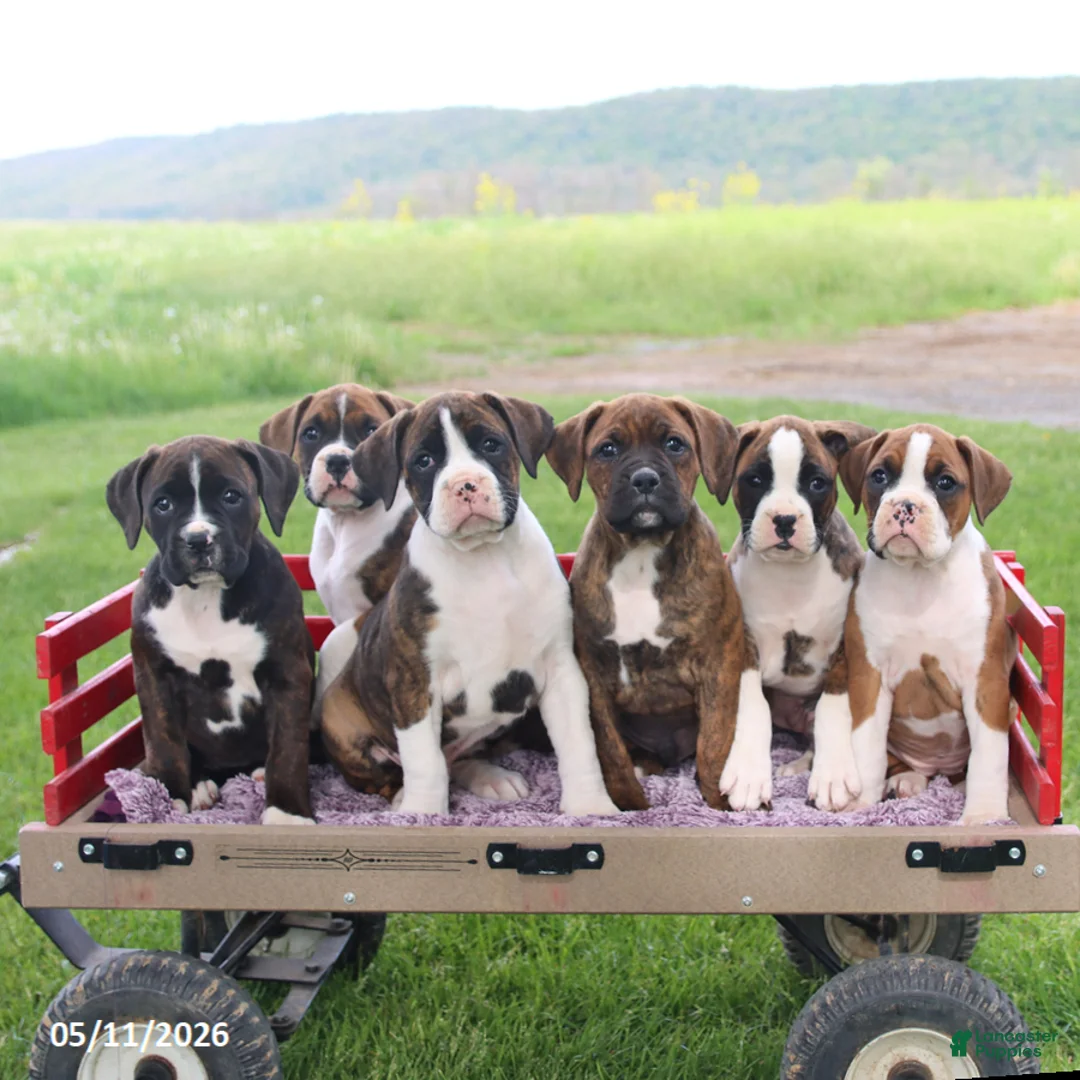 Boxer dogs for sale: Ruby - Ad 2