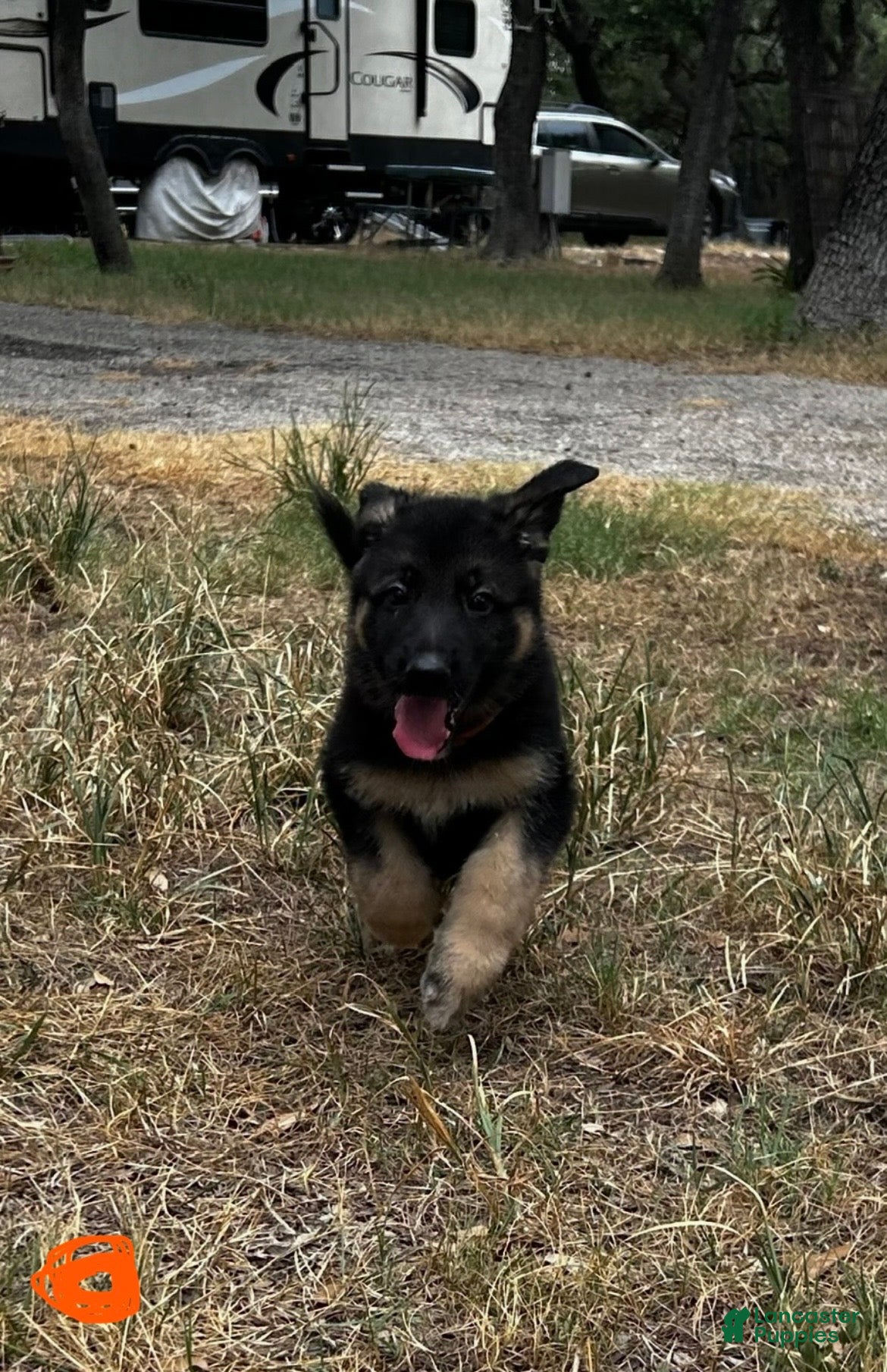 German Shepherd dogs Orange - Ad 1