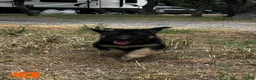 German Shepherd dogs for sale: Orange - Ad 1