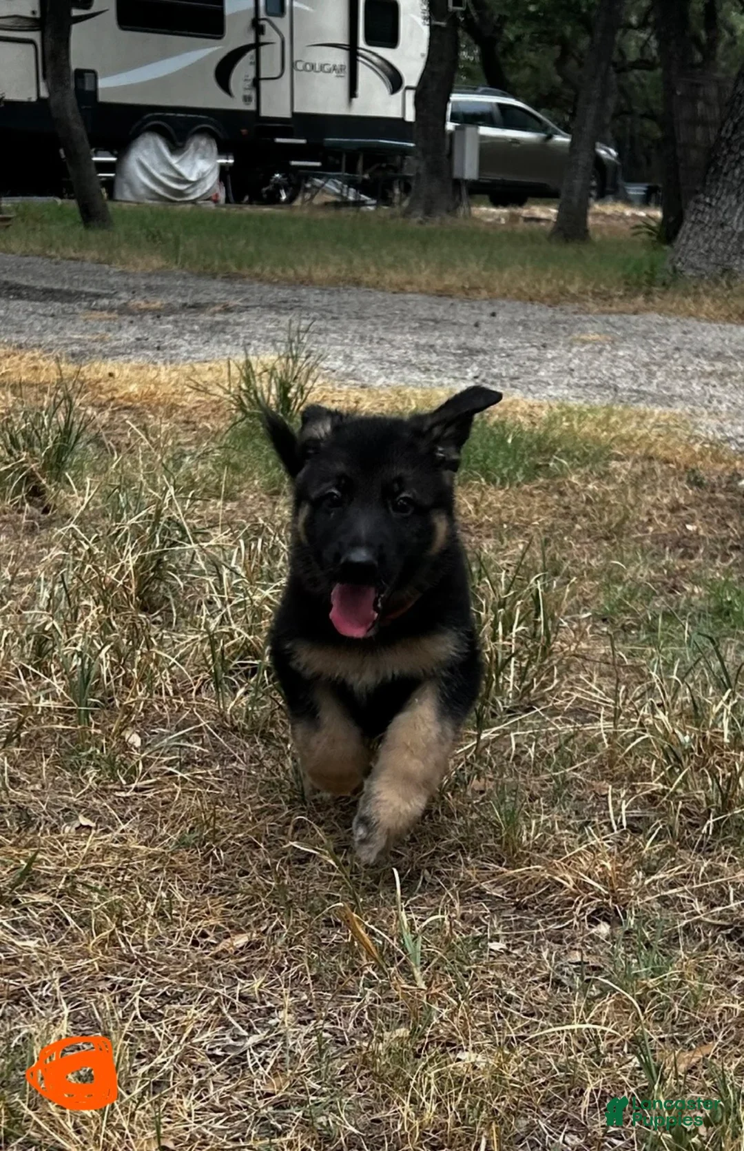 German Shepherd dogs for sale: Orange - Ad 1