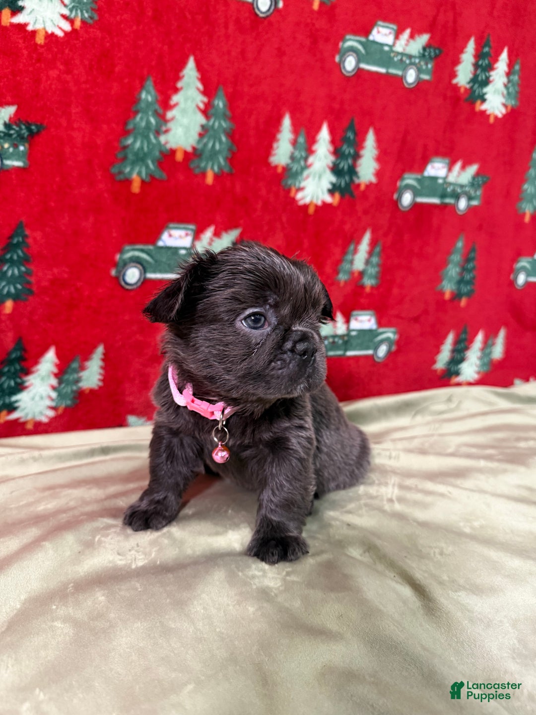 French Bulldog dogs for sale: 💗 Joy - Ad 4