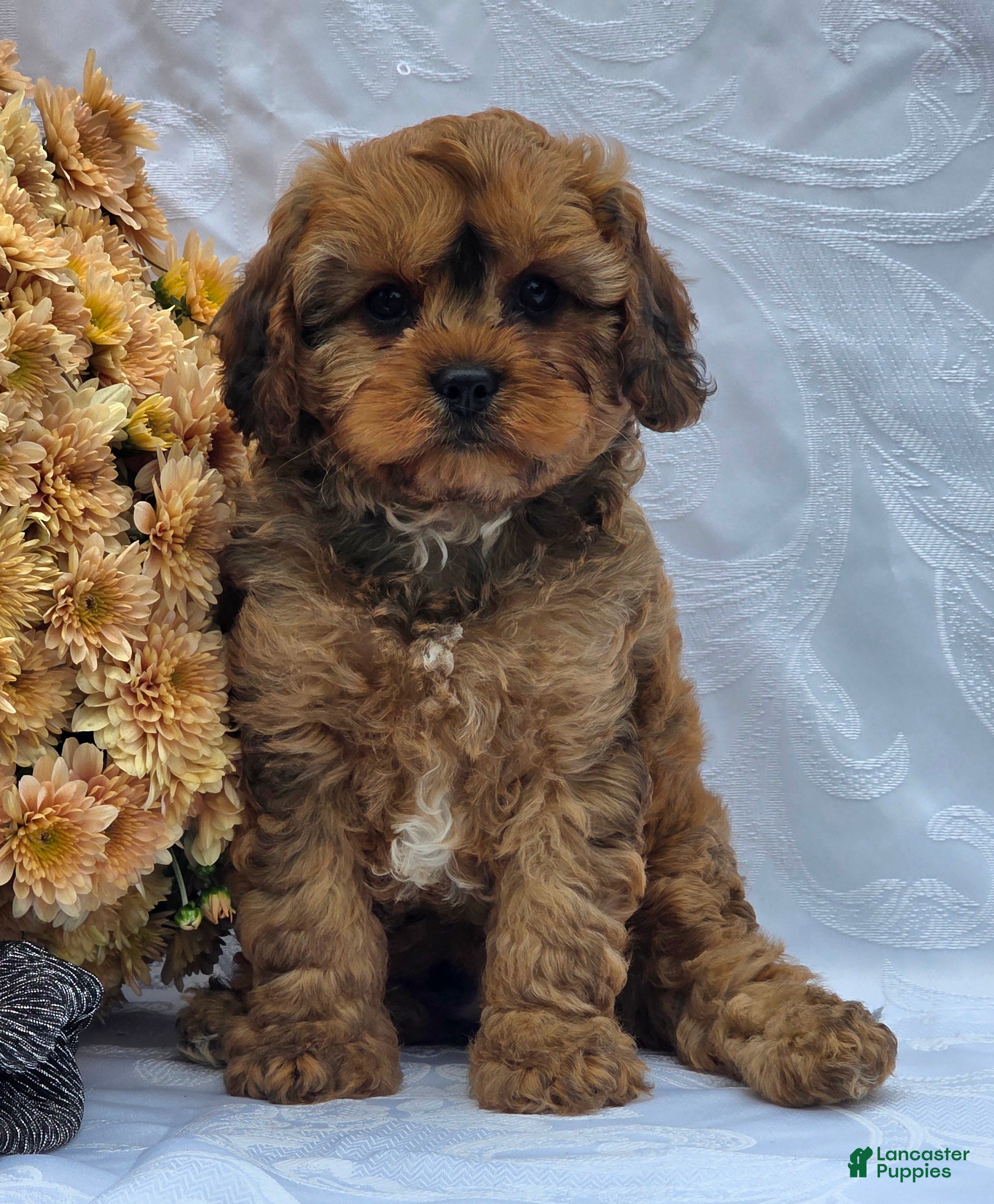 Cavapoo dogs Robby - Ad 2