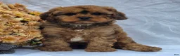 Cavapoo dogs for sale: Robby - Ad 2