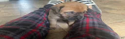 English Mastiff dogs for sale: English Mastiff 6 - Ad 8