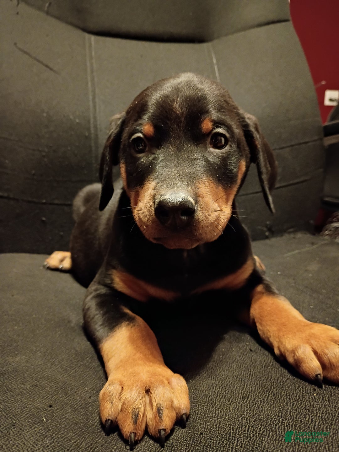 Doberman Pinscher dogs for sale: Zelda - Ad 1