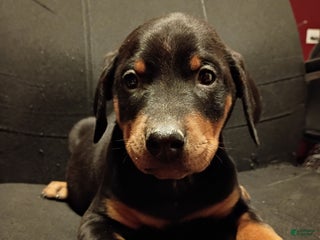 Doberman Pinscher dogs Zelda - Ad 35