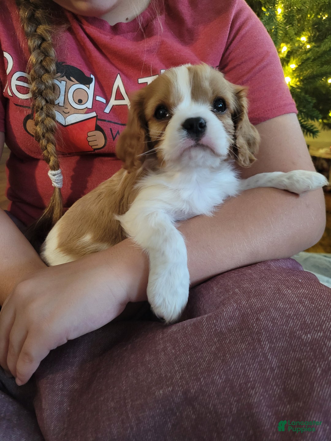 Cavalier King Charles Spaniel dogs for sale: Carson - Ad 6