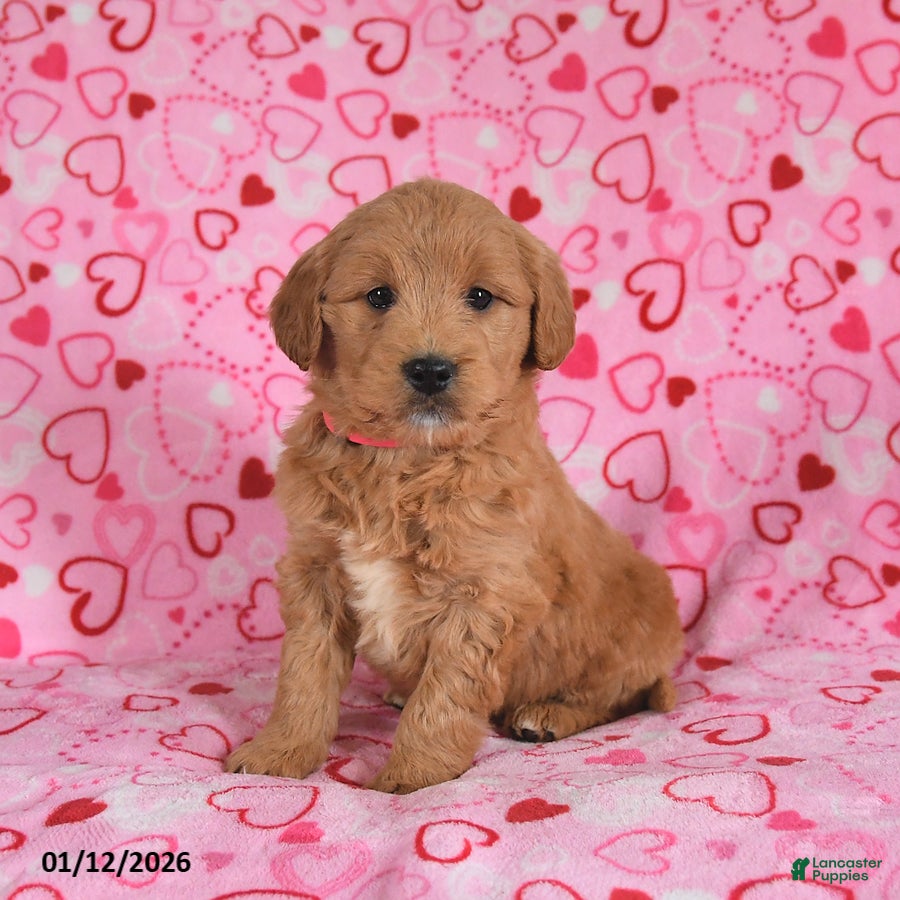 Goldendoodle dogs Bunny - Ad 9