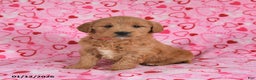 Goldendoodle dogs for sale: Bunny - Ad 1