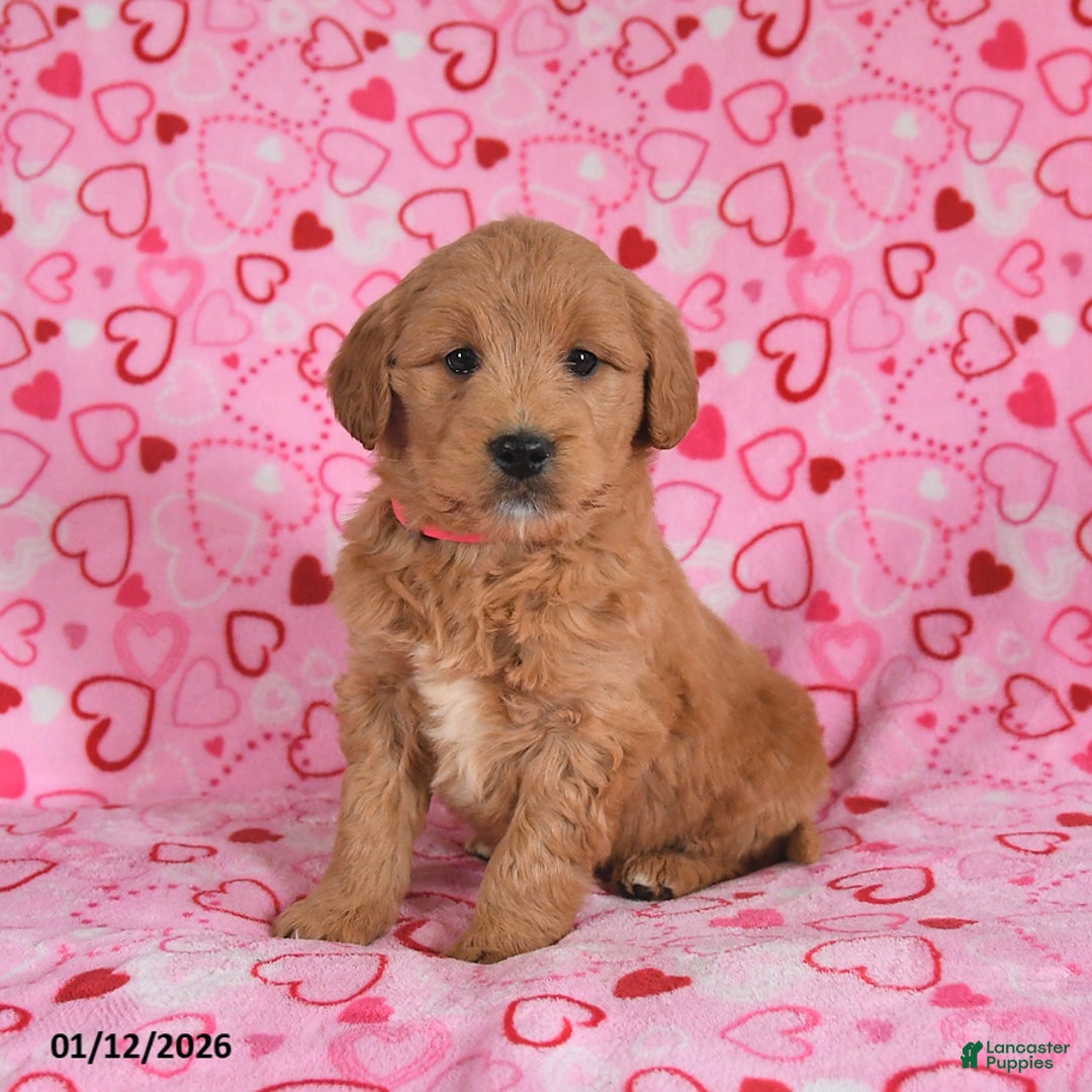 Goldendoodle dogs for sale: Bunny - Ad 1