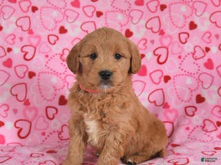 Goldendoodle dogs Bunny - Ad 9
