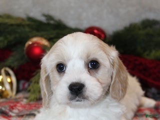 Cavachon dogs Teddy - Male - Ad 26
