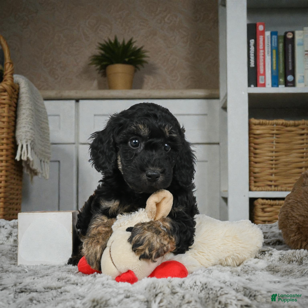 Cockapoo dogs for sale: Duke - Ad 6