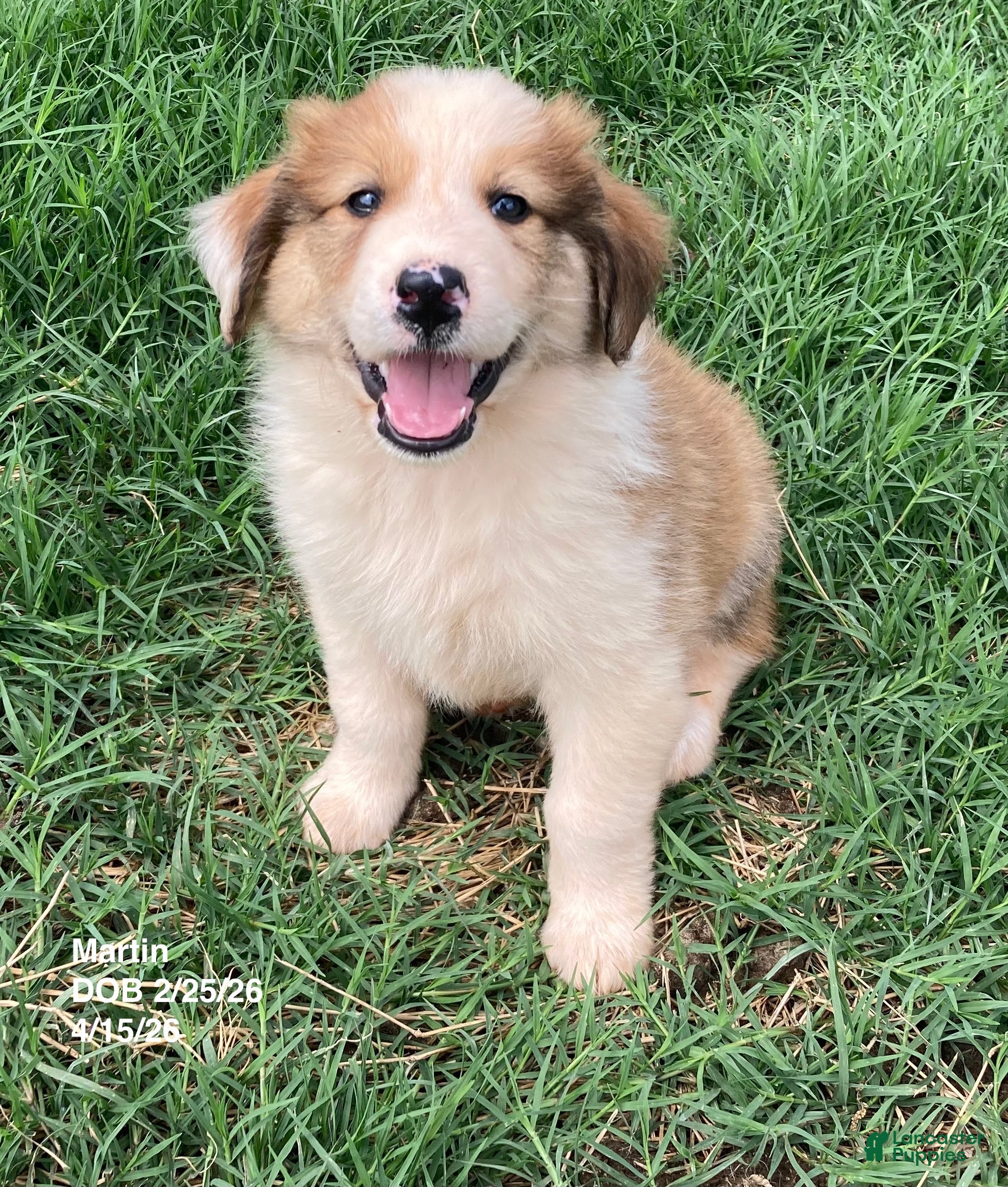 Collie dogs Martine - Ad 1