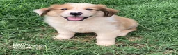 Collie dogs for sale: Martine - Ad 1