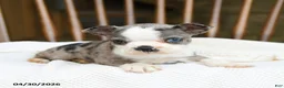 Boston Terrier dogs for sale: Tilly - Ad 4
