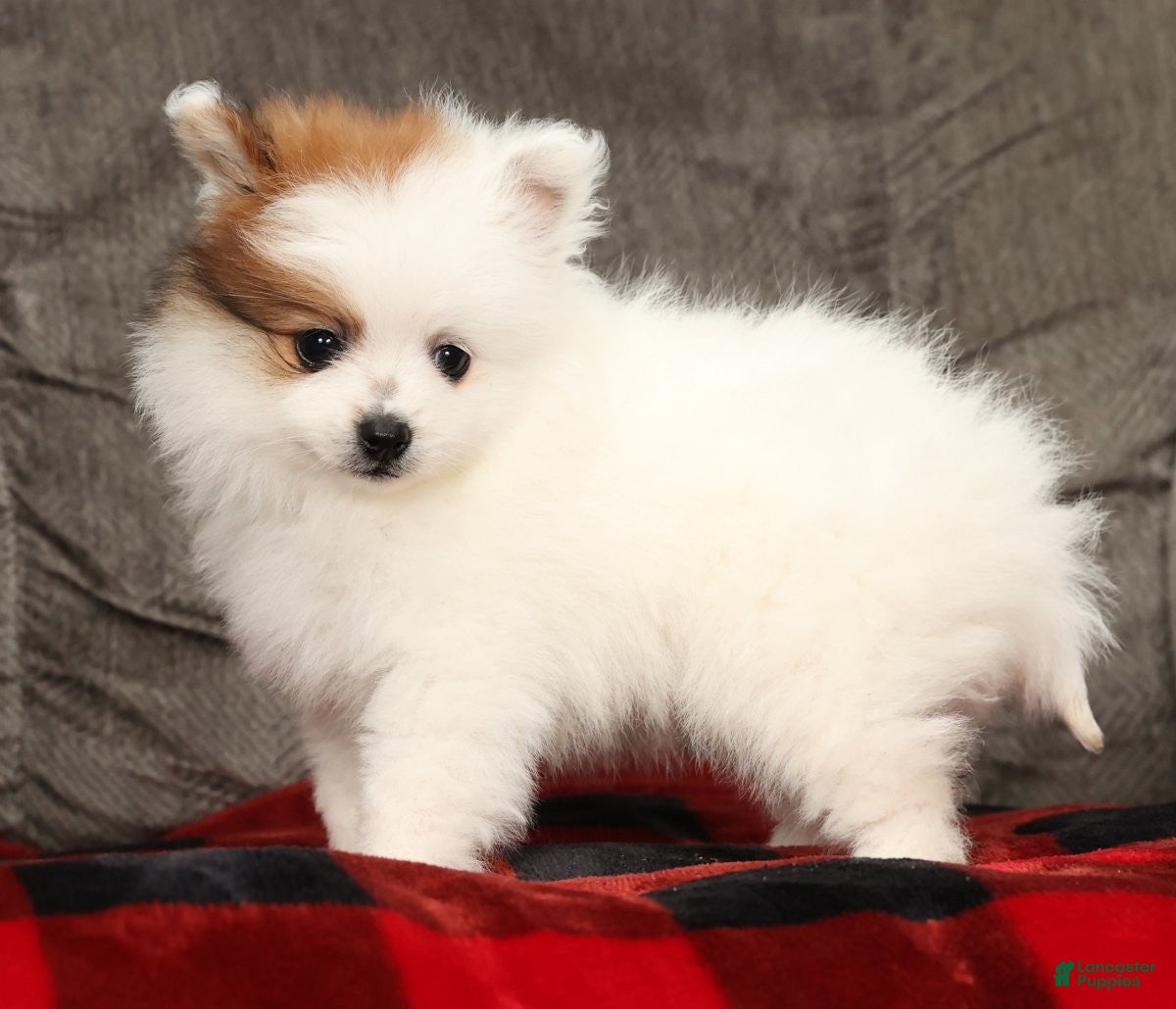Pomeranian dogs Buster - Ad 1