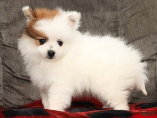 Pomeranian dogs Buster - Ad 2