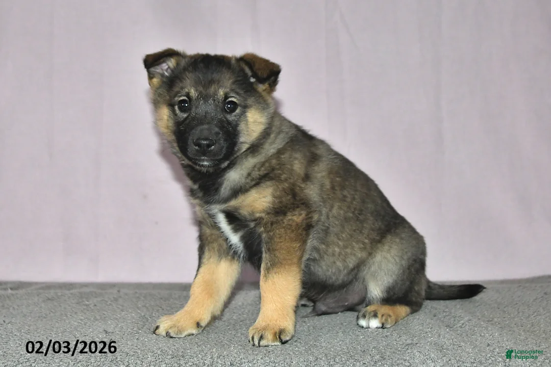 Mixed Breed dogs for sale: Hero - Ad 1