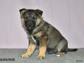 Mixed Breed dogs Hero - Ad 13