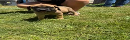 English Mastiff dogs for sale: Puppy 2 - Ad 7