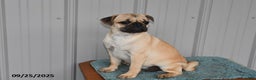 Pug dogs for sale: Sparky - Ad 13
