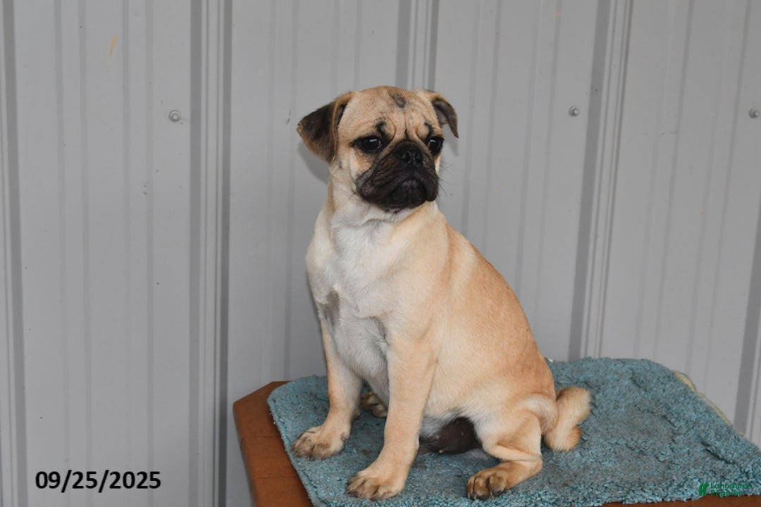 Pug dogs for sale: Sparky - Ad 13