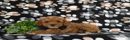 Toy Poodle dogs for sale: River - Ad 4