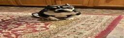 American Bully dogs for sale: Dozer - Ad 4