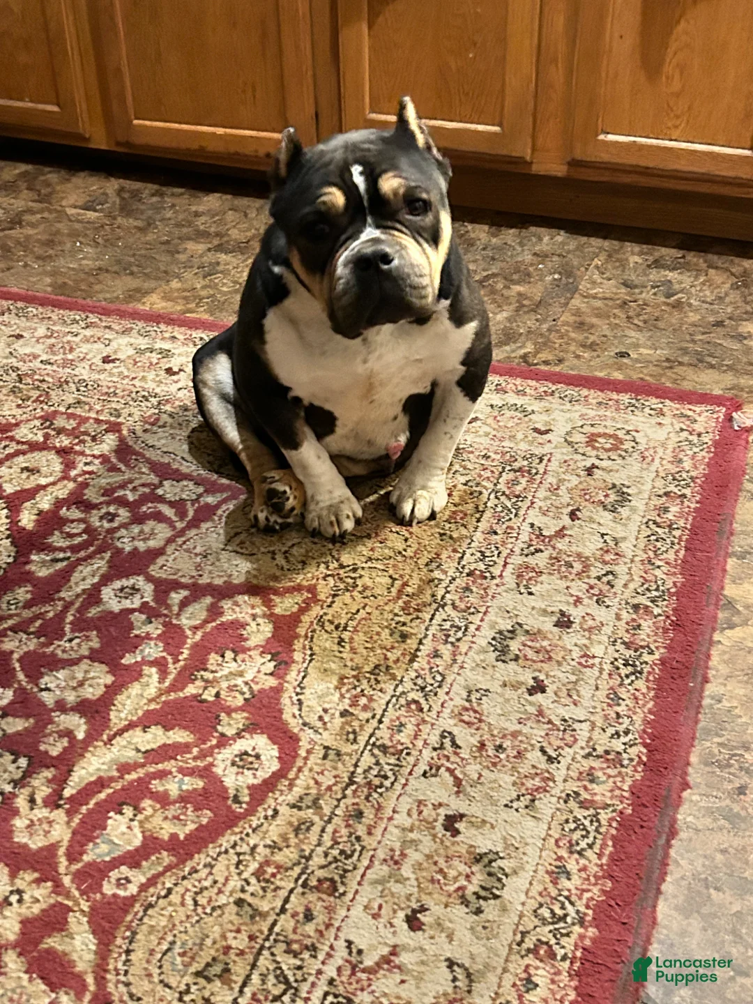 American Bully dogs for sale: Dozer - Ad 4
