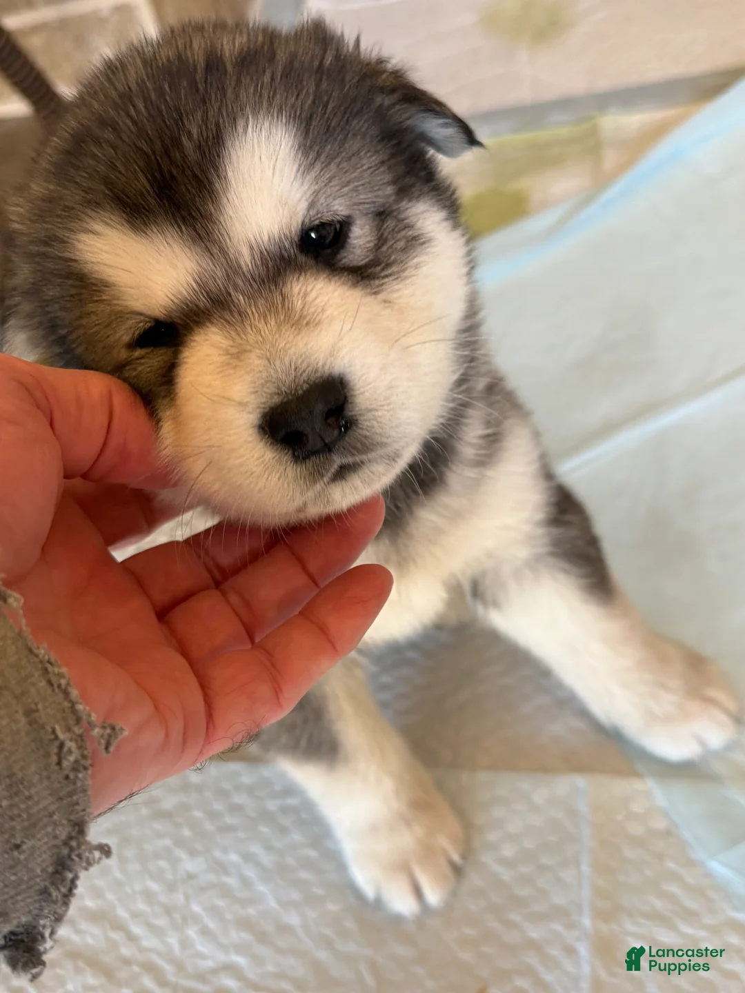 Alaskan Malamute dogs for sale: Alaskan Malamute Puppy 2 - Ad 6