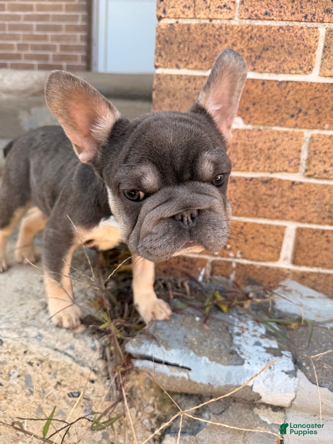 French Bulldog dogs for sale: Big Latto girl 1 - Ad 2