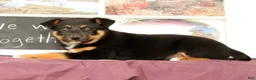 Mixed Breed dogs for sale: Twinkle - Ad 4