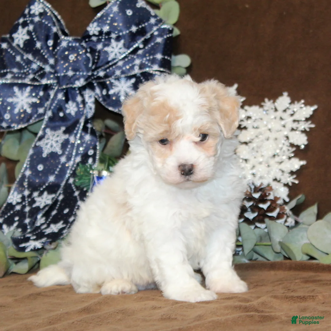 Bichpoo dogs for sale: Unicorn - Ad 4