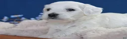 Coton De Tulear dogs for sale: Rowdy - Ad 4