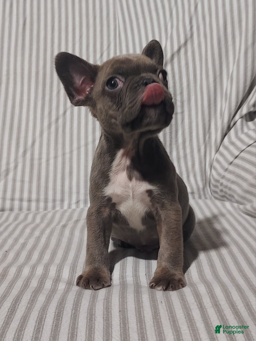 Mixed Breed dogs for sale: Cooper - Ad 6