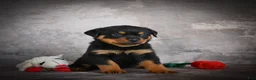 Rottweiler dogs for sale: Lincoln - Ad 11