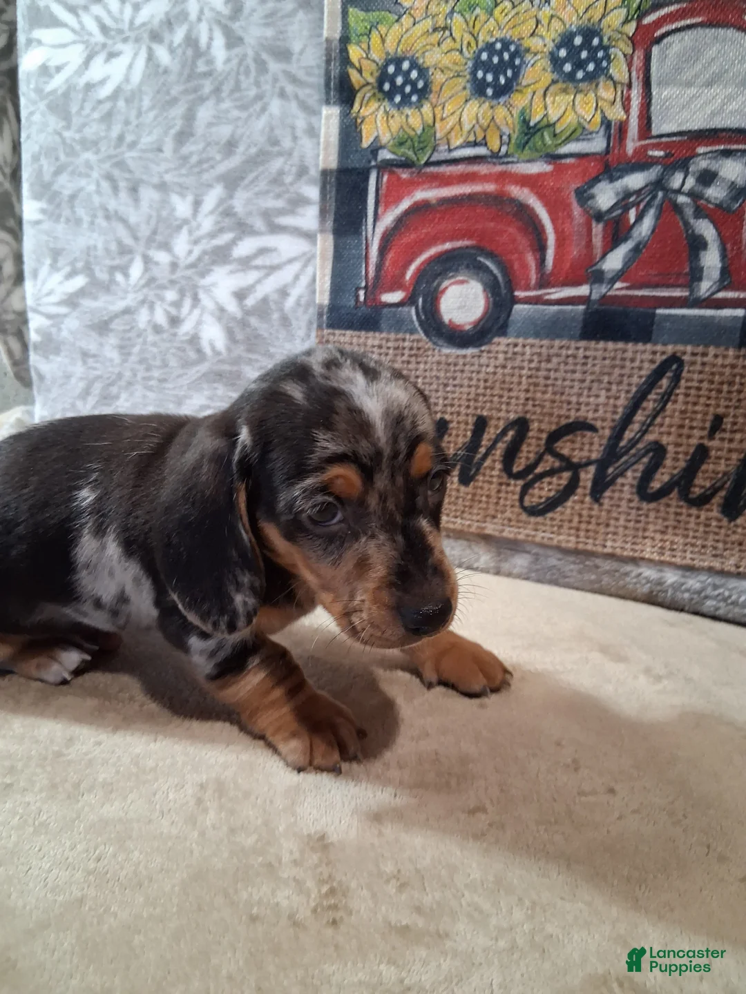 Miniature Dachshund dogs for sale: Coco - Ad 2