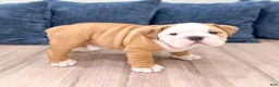 English Bulldog dogs for sale: Everest - Ad 3