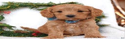 Cavapoo dogs for sale: Canyon - Ad 4