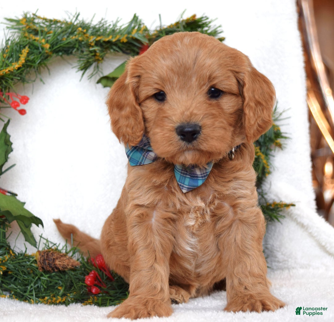 Cavapoo dogs for sale: Canyon - Ad 4