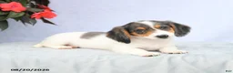 Miniature Dachshund dogs for sale: Hellen - Ad 2