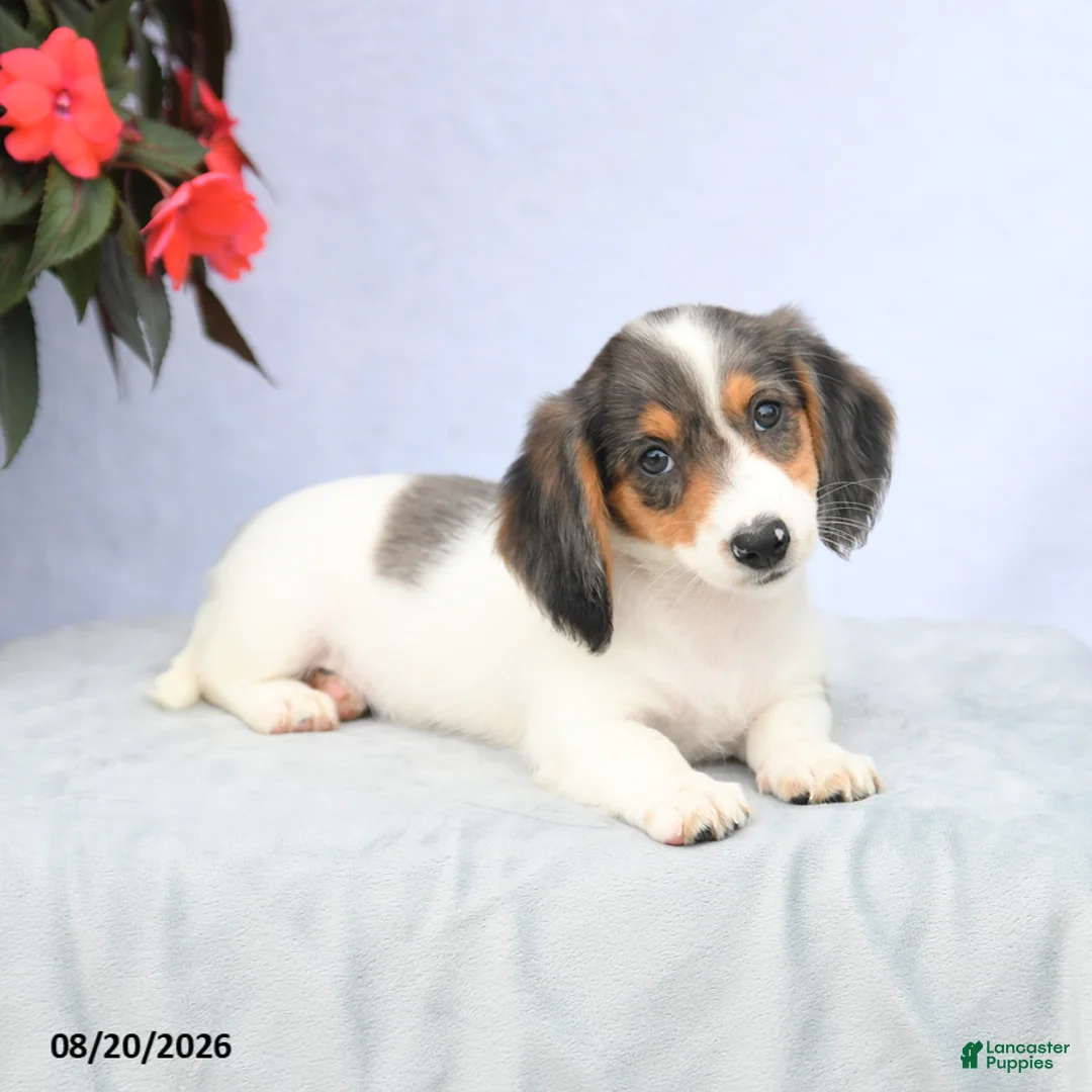 Miniature Dachshund dogs for sale: Hellen - Ad 2