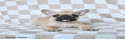 French Bulldog dogs for sale: Harley - Ad 4