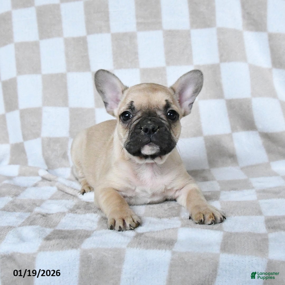 French Bulldog dogs for sale: Harley - Ad 4