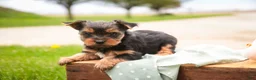 Yorkshire Terrier dogs for sale: Tahoe - Ad 5